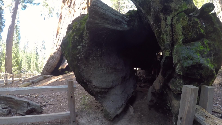 Young woman coming out of Giant Sequoia in Kings Canyon National Park, USA