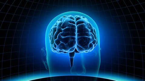 human brain detailed model neocortex limbic Stock Footage Video (100% ...