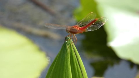 Dragonfly, red lotus island in the park