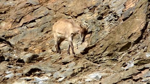 Herd Mountain Goats On Cliff Stock Photo (Edit Now) 1408238183