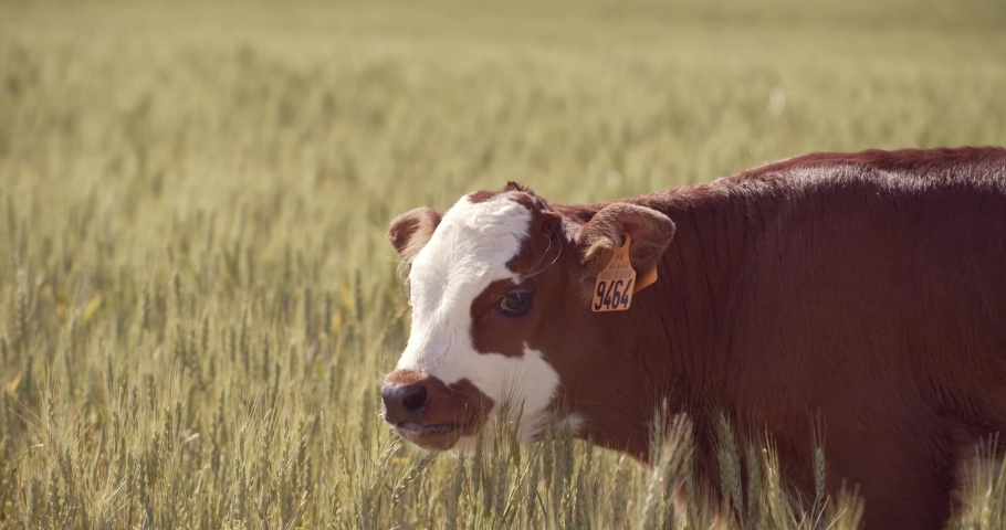 Brown cow in the grass