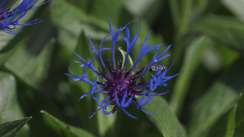 Bee on purple flowers. 20 sec/24 fps. Slow motion. Version 7