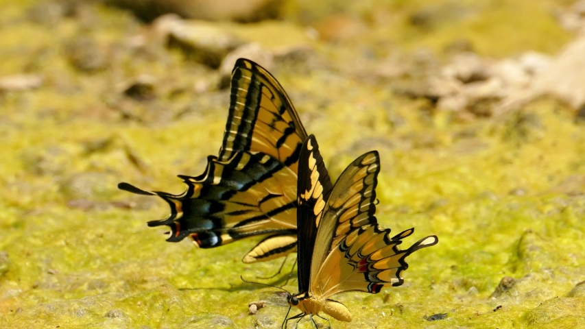 Two Tiger Swallowtail Yellow and black butterfly flapping its wings in the wind closeup and extreme close up