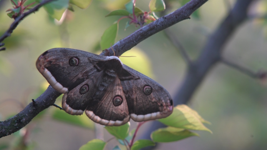 Beautiful female of the Giant peacock moth, Saturnia pyri . The largest European night butterfly. Wildlife animal. Great peacock moth, giant emperor moth, or Viennese emperor in nature habitat