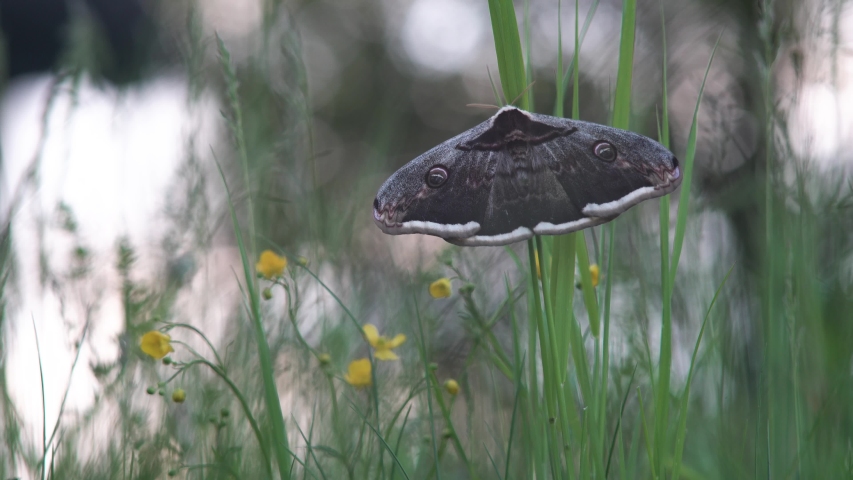  Beautiful female of the Giant peacock moth, Saturnia pyri . The largest European night butterfly. Wildlife animal. Great peacock moth, giant emperor moth, or Viennese emperor in nature habitat