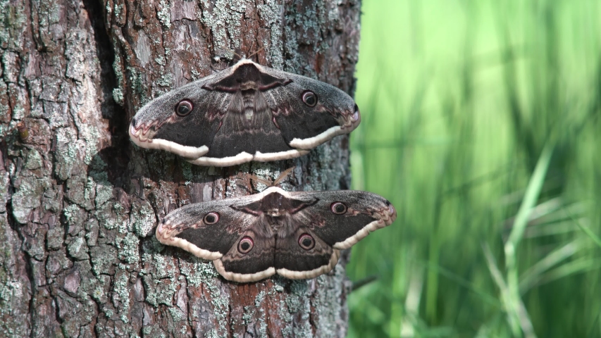Beautiful Giant peacock moth, Saturnia pyri having a love. The largest European night butterfly. Wildlife animal. Great peacock moth, giant emperor moth, or Viennese emperor in nature habitat