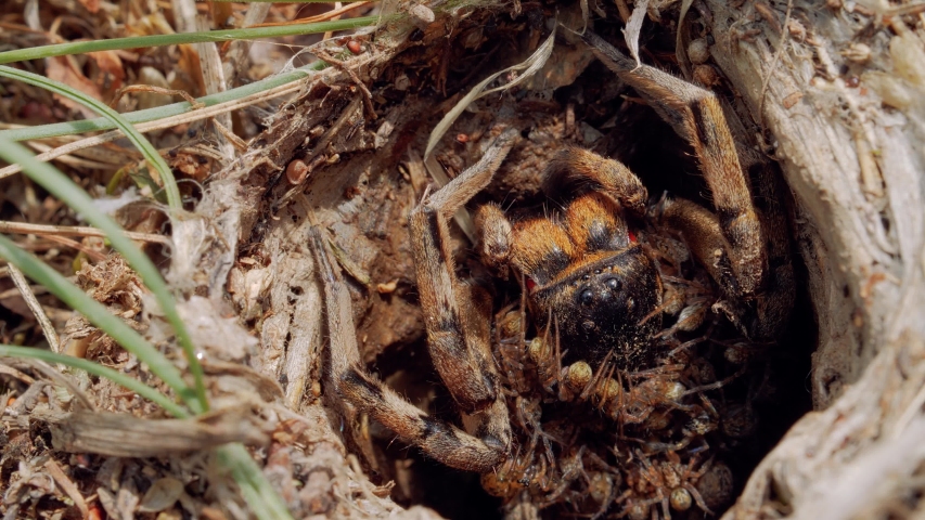 Wolf Spider Crawls Corner Small Stock Footage Video 100 Royalty Free 17984875 Shutterstock