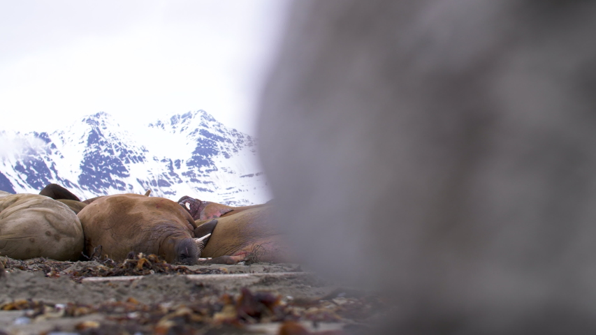A herd of wild Walrus sleep on a beach in Svalbard in the high Arctic. The clip includes the sound of their occasional snorts and grunts.
