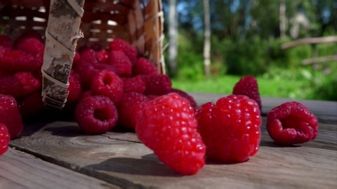 Basket with ripe raspberries falls on a wooden table. Berries crumble on the table. Slow-motion shooting on an open air against the background of birches