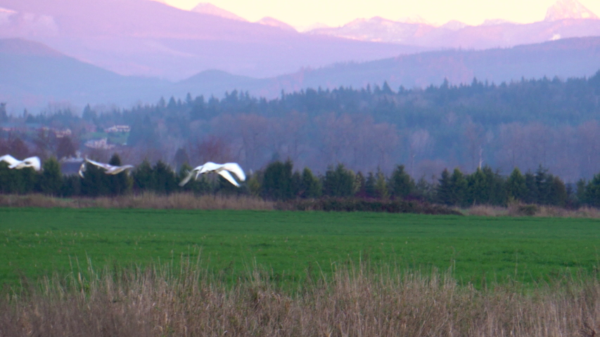 Six wild Trumpeter Swans in flight over a Snohomish Valley field in Washington State at sunset.