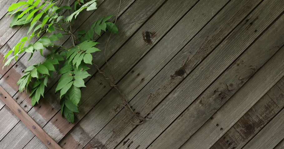 wooden gate background with green branch