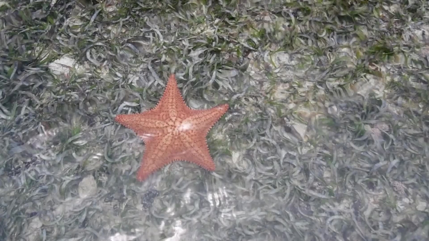 Red cushion sea star (Oreaster reticulatus) on turtle grass on - the-Caribbean-sea-Los-roques-National-Park-Venezuela