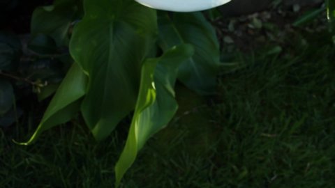Slow Pan Up Single White Calla Lily Nature Wildlife