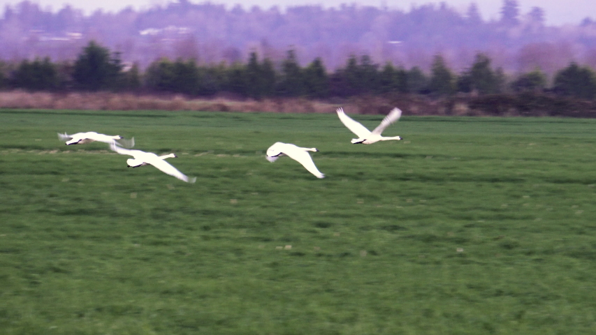 Four Trumpeter Swans flying low over a field at sunset in the Snohomish Valley