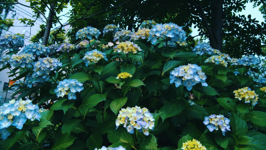 Japanese Hydrangeas Ajisai Are In Stock Footage Video 100 Royalty Free Shutterstock