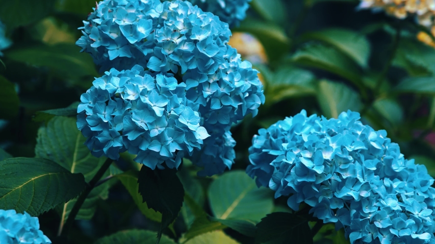 Japanese Hydrangeas Ajisai Are In Stock Footage Video 100 Royalty Free Shutterstock