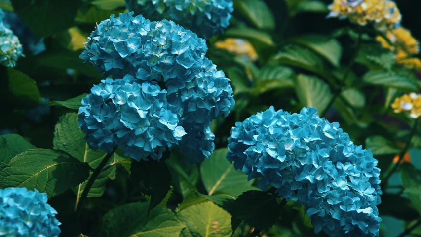 Japanese Hydrangeas Ajisai Full Bloom Hydrangea Stock Footage Video 100 Royalty Free Shutterstock