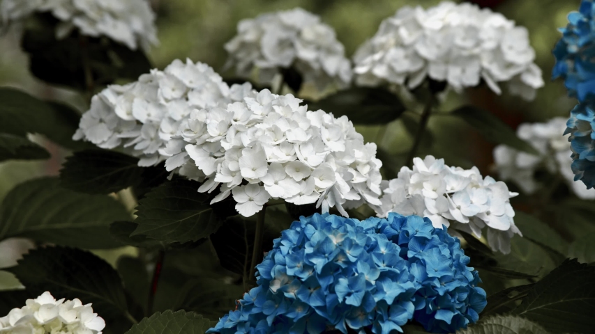 Japanese Hydrangeas Ajisai Are In Stock Footage Video 100 Royalty Free Shutterstock