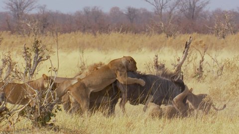 Action shot as a pride of lions take down a wildebeest in Africa