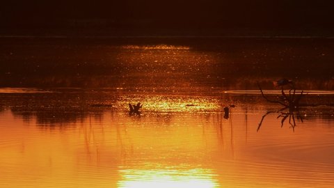 Orange sunset at stilt pond in Pukorokoro Miranda Shorebird Centre, New Zealand