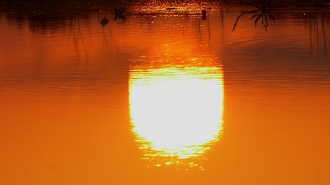 Stunning reflection of orange sunset in pond or lake in Miranda Bird Sanctuary