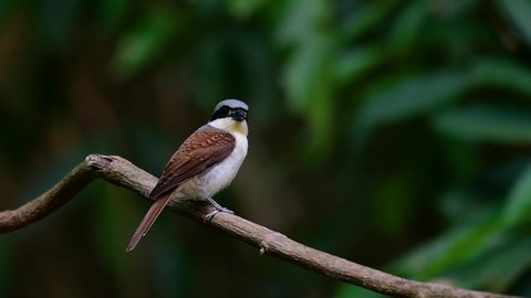 The Tiger Shrike got its name from the Tiger-like pattern on its feathers as it is also a predator of a bird that feeds on insects, very small mammals, and even birds of its size.