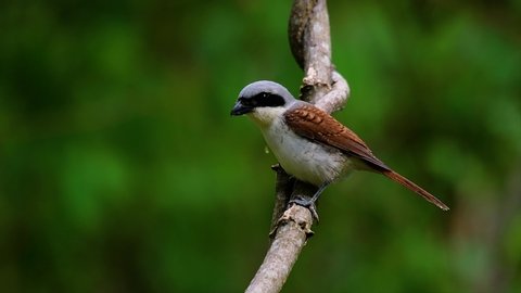 The Tiger Shrike got its name from the Tiger-like pattern on its feathers as it is also a predator of a bird that feeds on insects, very small mammals, and even birds of its size.