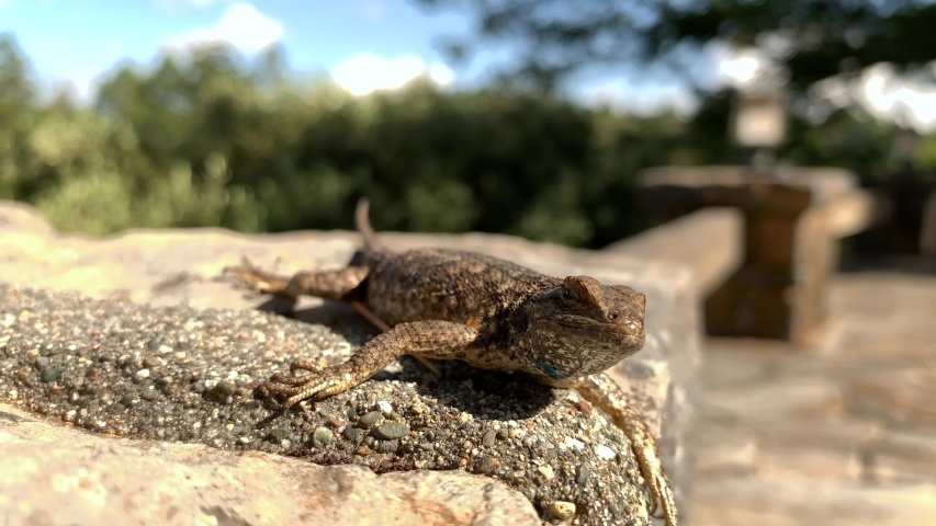 mid shot of fence lizard breathing