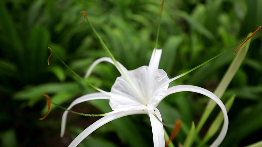 Giant Spider Lily image - Free stock photo - Public Domain photo - CC0 ...