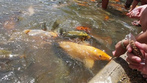 Ranau, Sabah, Malaysia: 3 Jun 2019, Fish Spa at Kampung Bambon, Marakau, Ranau, Sabah