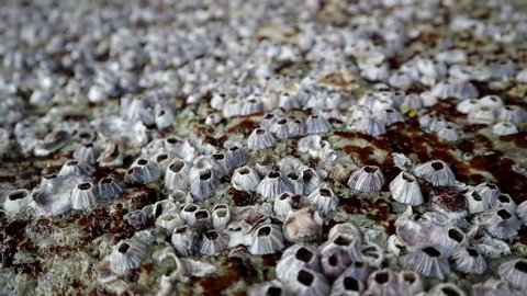 barnacles on a seaside stone with close up view motion footage video clip