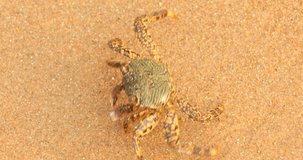 Crab on the Beach sand