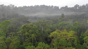 Rainforest in Southeast Asia. Aerial footage