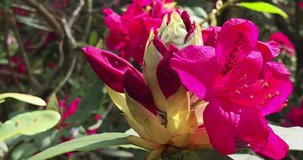 Beautiful Rhododendron flower bud, 4K.