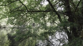 Motion clip of a river flowing behind trees