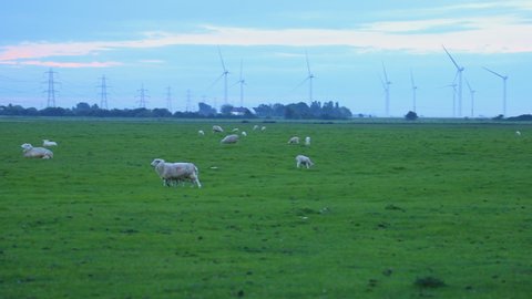Sheep in a field on the Romney Marsh, Kent - with bleating sounds