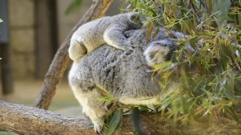 Baby koala is very cute.