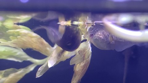 Tadpoles at about 4 weeks of age