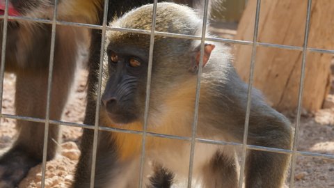 Close-up view of a baby mandrill behind cage bars in captivity as it forages on the ground for and eats