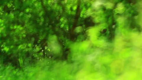 Forest video background nature green backdrop