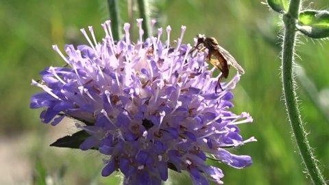 Close-up of a mosquito siping out from a  Field Scabious, Knautia arvensis,on a green meadow  in the early summer