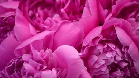 Beautiful pink peony flowers bouquet background. Blooming peony or roses flowers rotating close-up. Wedding backdrop, Valentine's Day concept. Birthday bouquet, bunch. Blossom, flower closeup. 4K UHD