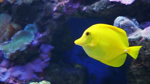 A yellow tang (Zebrasoma flavescens) fish swims along a coral reef in seawater or an aquarium.