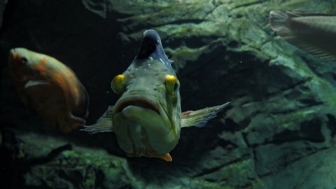 Fish peacock bass (cichla) in an aquarium or river.