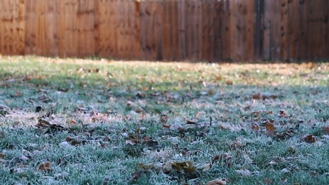 Man playing go fetch with a blue heeler dog during morning frost