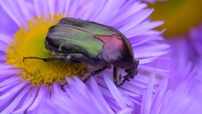 May-bug  or cockchafer on a purple flower
