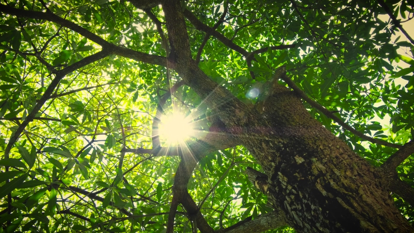 Rotate and Looking up shot on Devil Tree, Alstonia scholaris tree, POV view. Beautiful Sun's rays through tops of trees, sun shines through foliage.  Royalty-Free Stock Footage #1031340962
