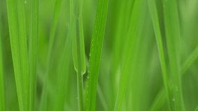 Fresh green grass with dew drops clips,dew drops on green grass footage,rain drops on green grass video, 4k dew drop on green grass movie.
