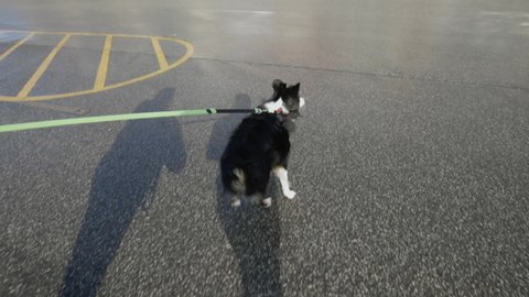 Excited and energetic Australian Shepherd dog pulls at leash in parking lot