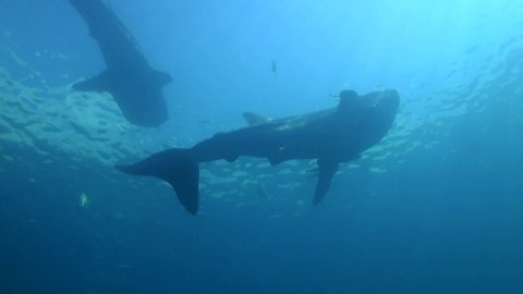 
Two Whale Sharks (Rhincodon typus) Swim in Shallow Water - Oslob, Philippines